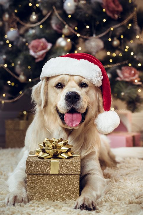 Merry Woof-mas Mondays! 🐾